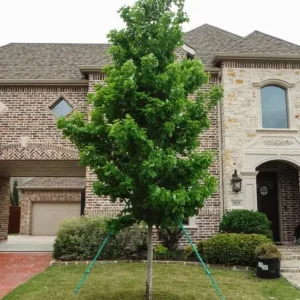 Brandywine Maple Live Tree - 1-2 ft Tall - Quart Pot - Deciduous Outdoor Shade Tree - Image 7