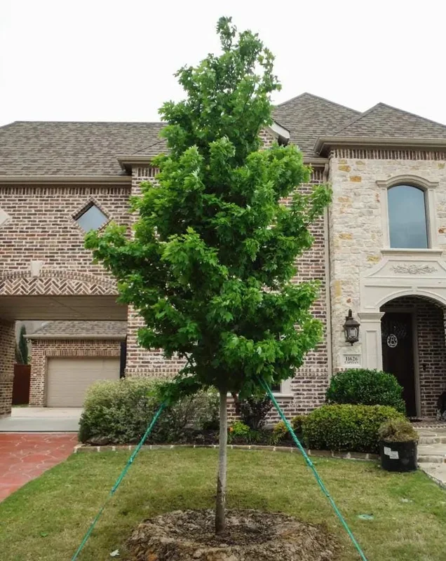 Brandywine Maple Live Tree - 1-2 ft Tall - Quart Pot - Deciduous Outdoor Shade Tree - Image 7