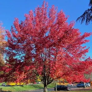 Brandywine Maple Live Tree - 1-2 ft Tall - Quart Pot - Deciduous Outdoor Shade Tree - Image 8