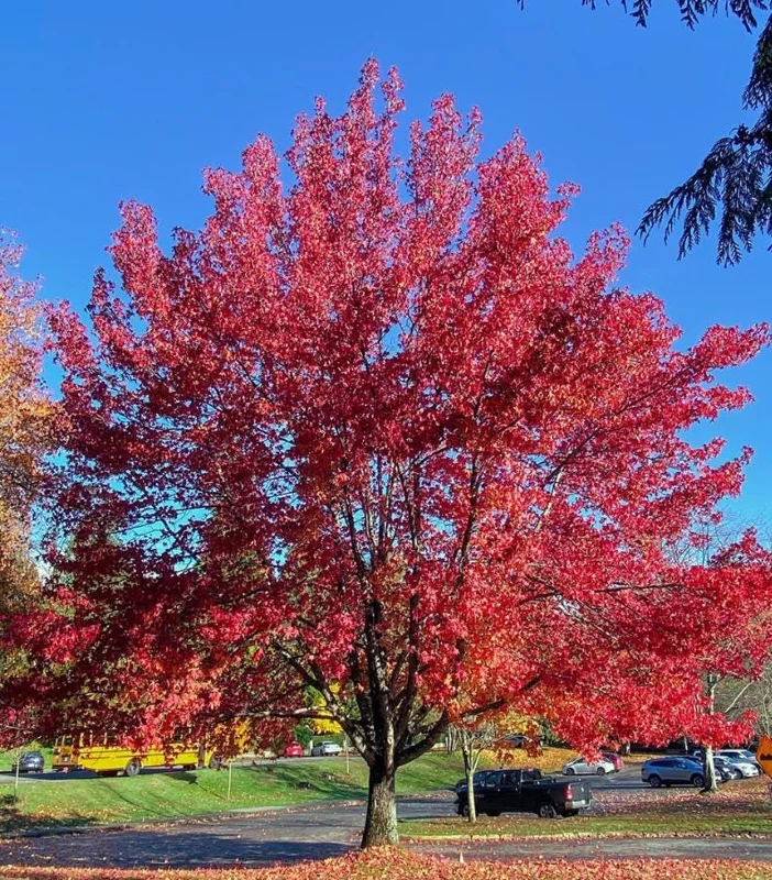 Brandywine Maple Live Tree - 1-2 ft Tall - Quart Pot - Deciduous Outdoor Shade Tree - Image 8