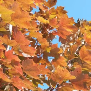 Brandywine Maple Live Tree - 1-2ft Tall 1 Quart Pot - Acer rubrum ‘Brandywine’ - Outdoor Shade Tree - Image 2