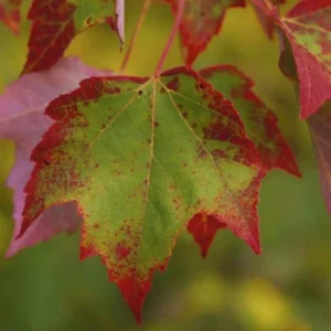 Brandywine Maple Live Tree - 1-2ft Tall 1 Quart Pot - Acer rubrum ‘Brandywine’ - Outdoor Shade Tree - Image 3