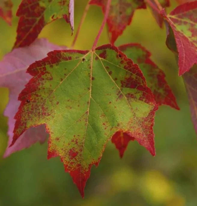 Brandywine Maple Live Tree - 1-2ft Tall 1 Quart Pot - Acer rubrum ‘Brandywine’ - Outdoor Shade Tree - Image 3