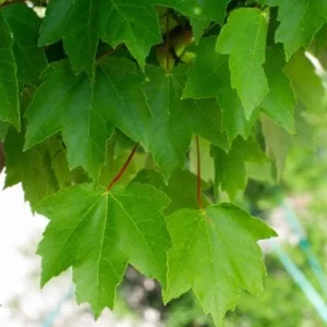 Brandywine Maple Live Tree - 1-2ft Tall 1 Quart Pot - Acer rubrum ‘Brandywine’ - Outdoor Shade Tree - Image 4
