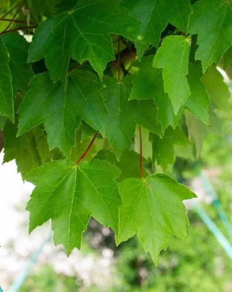 Brandywine Maple Live Tree - 1-2ft Tall 1 Quart Pot - Acer rubrum ‘Brandywine’ - Outdoor Shade Tree - Image 4