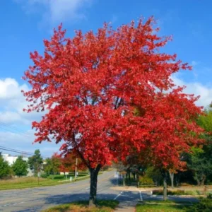 Brandywine Maple Live Tree - 1-2ft Tall 1 Quart Pot - Acer rubrum ‘Brandywine’ - Outdoor Shade Tree - Image 5