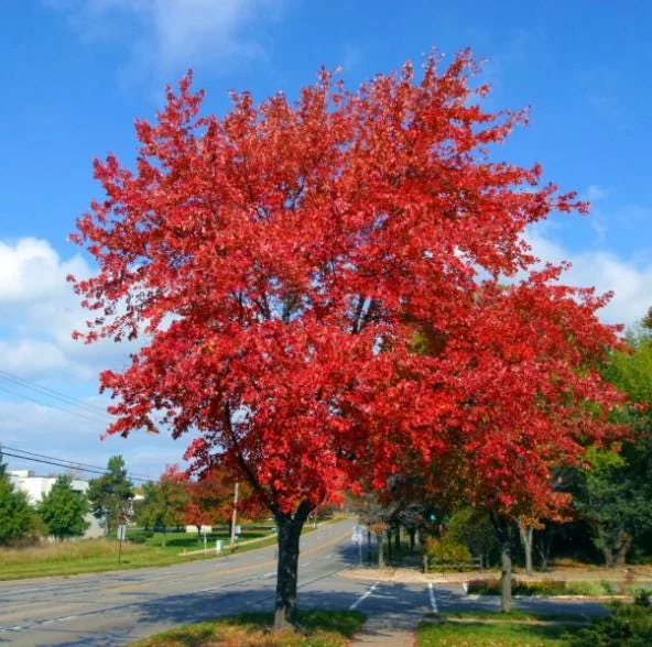 Brandywine Maple Live Tree - 1-2ft Tall 1 Quart Pot - Acer rubrum ‘Brandywine’ - Outdoor Shade Tree - Image 5