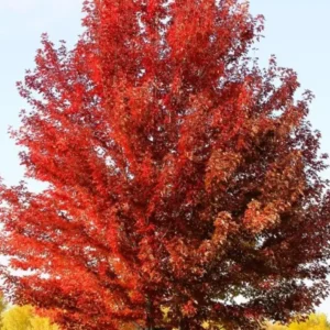 Brandywine Maple Live Tree - 1-2ft Tall 1 Quart Pot - Acer rubrum ‘Brandywine’ - Outdoor Shade Tree - Image 6