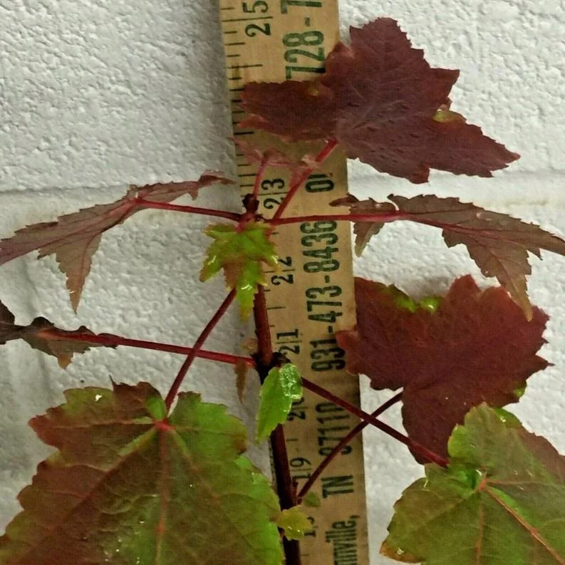 Brandywine Maple Live Tree - 1-2ft Tall 1 Quart Pot - Acer rubrum ‘Brandywine’ - Outdoor Shade Tree - Image 7