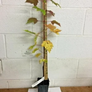 Brandywine Maple Live Tree - 1-2ft Tall 1 Quart Pot - Acer rubrum ‘Brandywine’ - Outdoor Shade Tree - Image 8