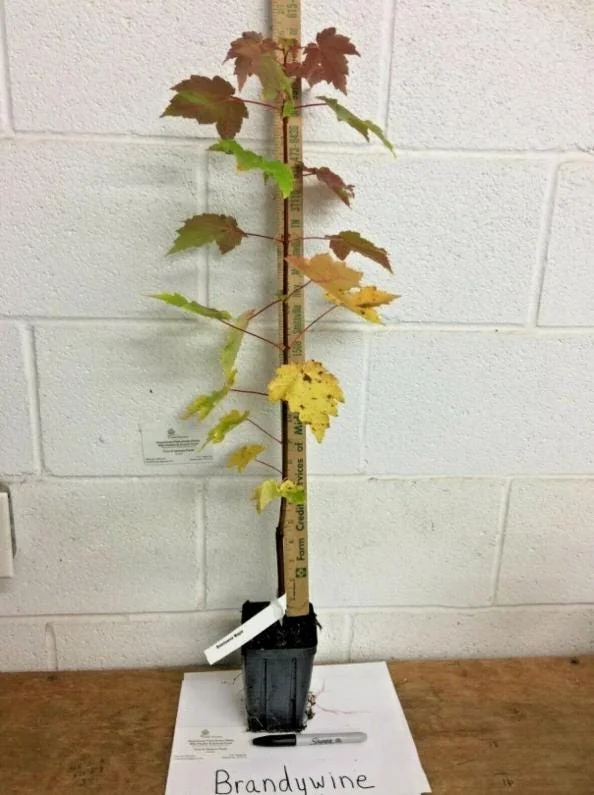 Brandywine Maple Live Tree - 1-2ft Tall 1 Quart Pot - Acer rubrum ‘Brandywine’ - Outdoor Shade Tree - Image 8