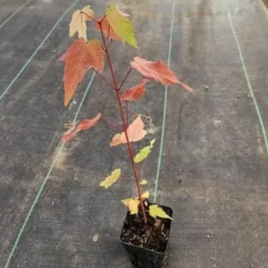 Brandywine Maple Live Tree - 1-2ft Tall 1 Quart Pot - Acer rubrum ‘Brandywine’ - Outdoor Shade Tree - Image 9
