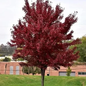 Brandywine Maple Tree Live Plant – 2.5 Inch Pot – Vibrant Fall Color – Outdoor - Image 3