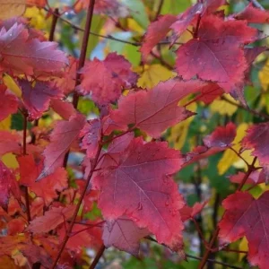 Brandywine Maple Tree Live Plant – 2.5 Inch Pot – Vibrant Fall Color – Outdoor - Image 5