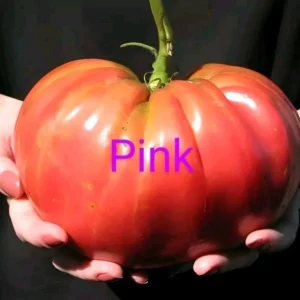 Brandywine Pink Heirloom Tomato Seeds - 25 Organic Seeds for Large Tomatoes - Image 3