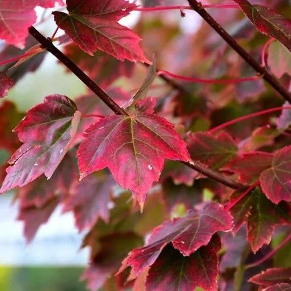 Brandywine Red Maple Tree Live Plant - 2.5 inch Pot - Stunning Fall Color - Image 2