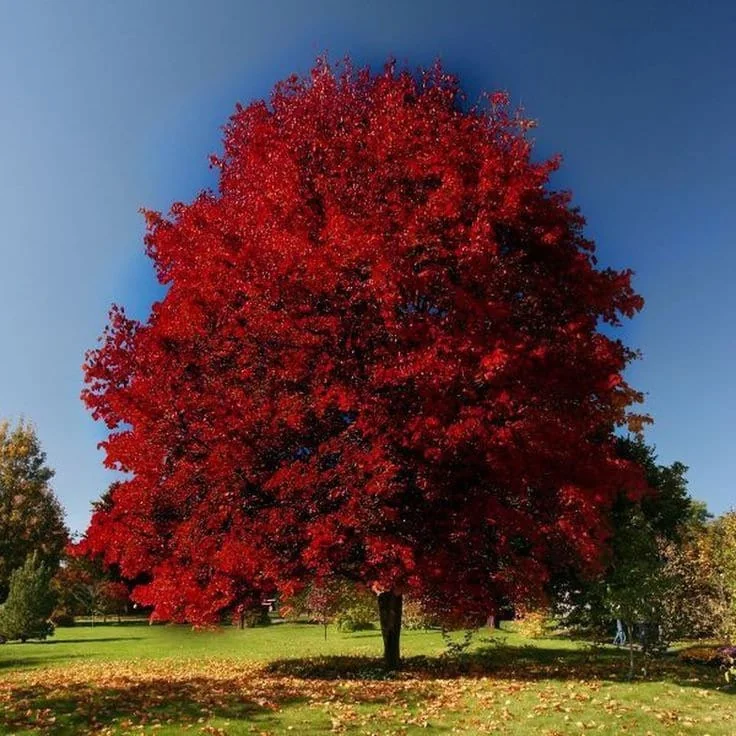 Brandywine Red Maple Tree Live Plant - 2.5 inch Pot - Stunning Fall Color - Image 1