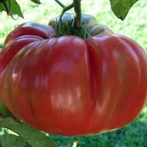 Brandywine Tomato Seeds Mix - 40 Seeds, Red, Yellow, Pink, Black, Heirloom, Annual - Image 5