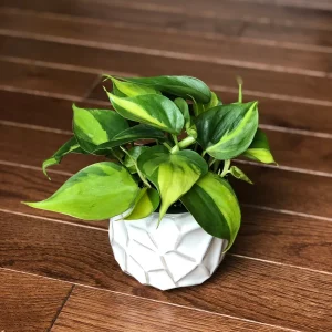 Brasil Philodendron Cuttings Live Plant – Easy Care Indoor Houseplant – Vining - Image 2