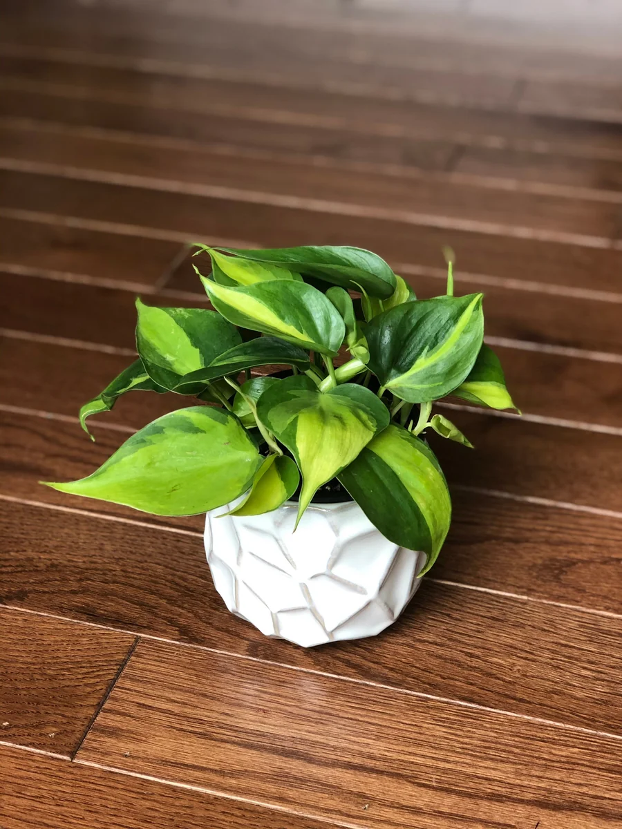 Brasil Philodendron Cuttings Live Plant – Easy Care Indoor Houseplant – Vining - Image 2