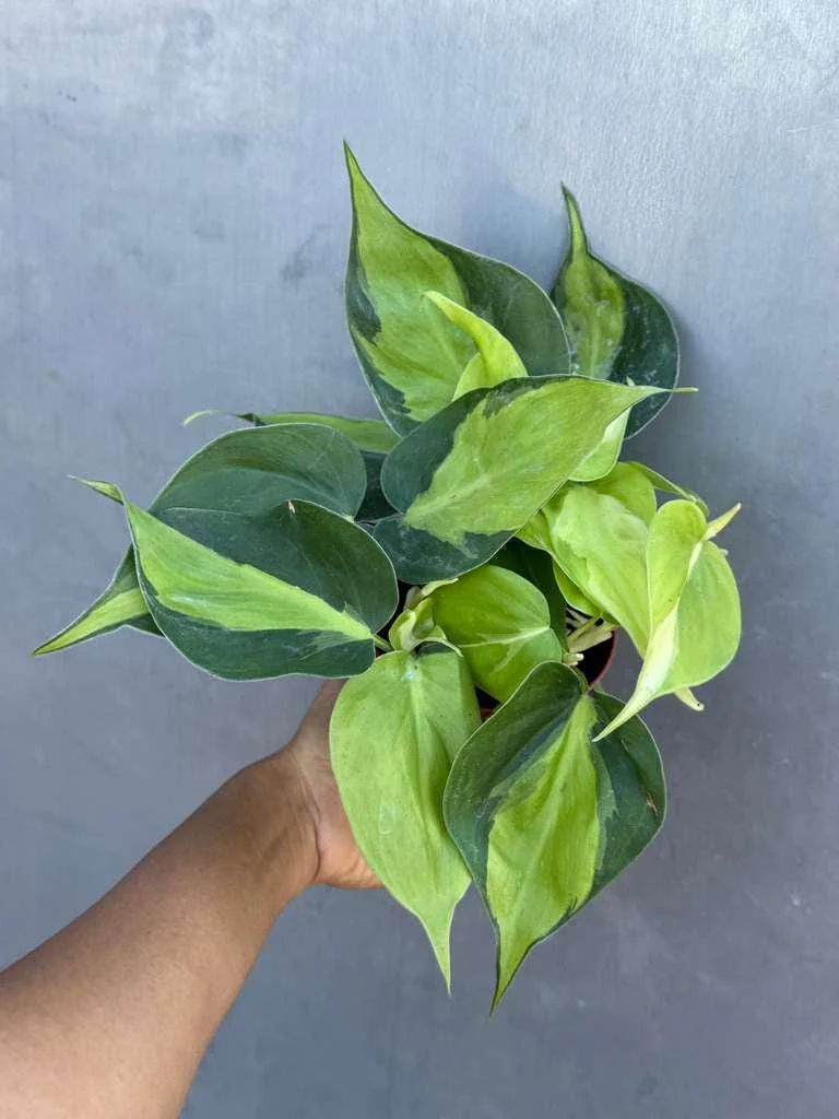 Brasil Philodendron Cuttings Live Plant – Easy Care Indoor Houseplant – Vining - Image 4