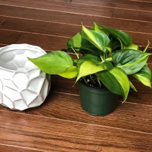 Brasil Philodendron Cuttings Live Plant – Easy Care Indoor Houseplant – Vining - Image 5