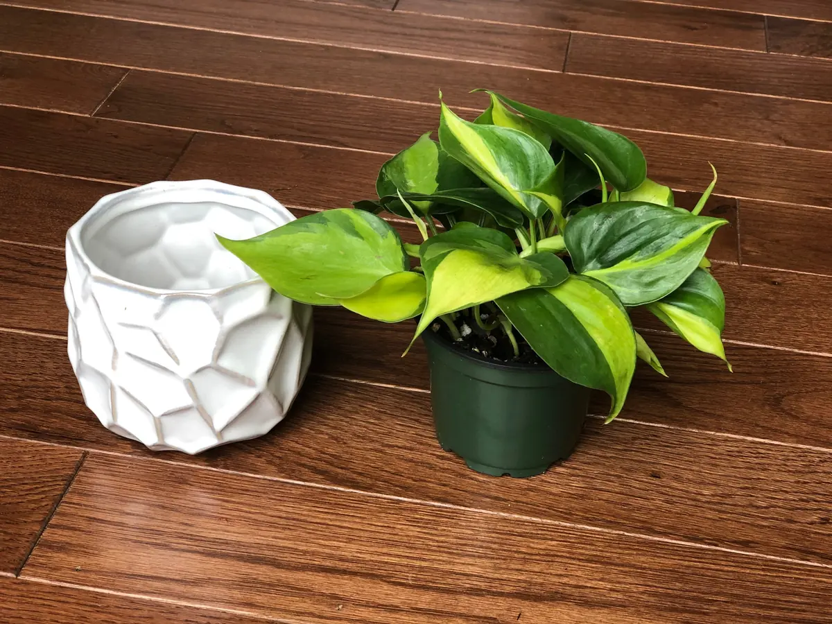 Brasil Philodendron Cuttings Live Plant – Easy Care Indoor Houseplant – Vining - Image 5