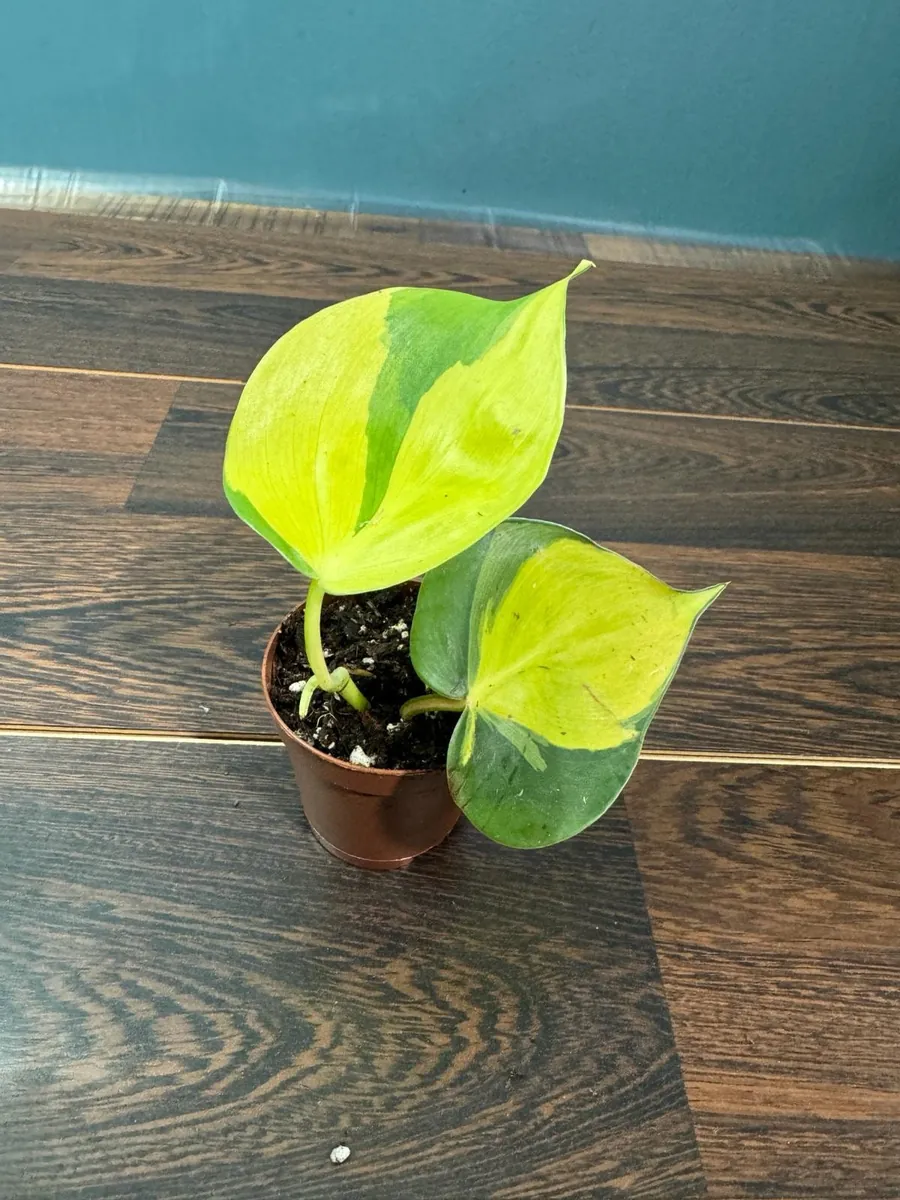 Brasil Philodendron Cuttings Live Plant – Easy Care Indoor Houseplant – Vining - Image 6