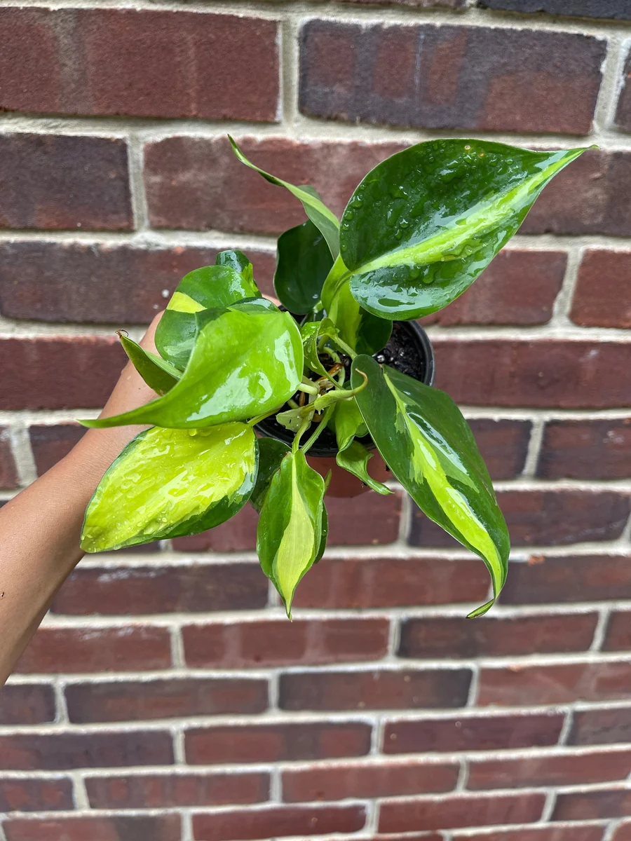 Brasil Philodendron Cuttings Live Plant – Easy Care Indoor Houseplant – Vining - Image 7