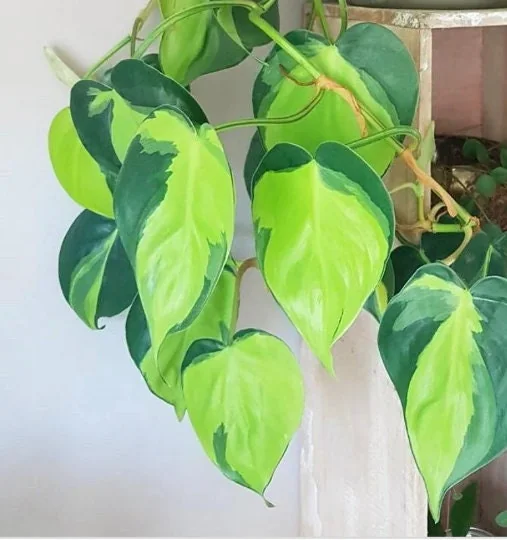 Brasil Philodendron Cuttings Live Plant – Easy Care Indoor Houseplant – Vining - Image 1