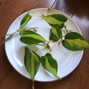 Brasil Philodendron Cuttings & Nursery Pots - Live Houseplant for Low Light - Image 1