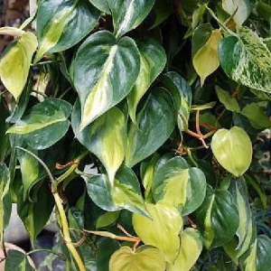 Brazil Philodendron Live Plant 4 inch Pot - Easy Houseplant - Low Light - Image 3