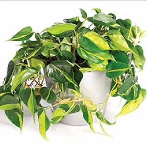 Brazil Philodendron Live Plant 4 inch Pot - Easy Houseplant - Low Light - Image 4