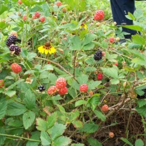 Brazos Blackberry Live Plant – Starter Plug – Rubus fruticosus – USDA Zones 5-10 - Image 4