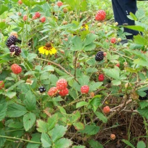 Brazos Blackberry Starter Plug - Live Plant - Rubus fruticosus - High Yielding - Image 4