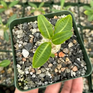 Brevicaule Succulent Live Plant – Rare Caudex Plant in 3 inch pot – Indoor - Image 3