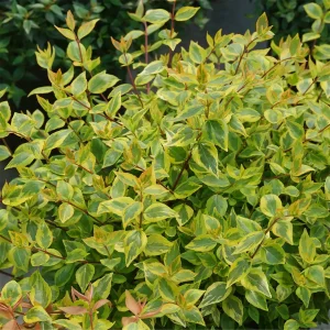 Brilliantina Abelia Live Plant – 4 inch Pot – Vibrant Foliage Shrub - Image 1