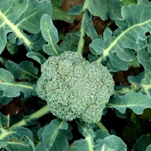 Broccoli Hancock Seeds - 500 Count Vegetable Seeds for Outdoor Planting - Image 2