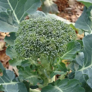 Broccoli Tasty GL Seeds - 500 Count Vegetable Seeds for Home Gardens - Image 1