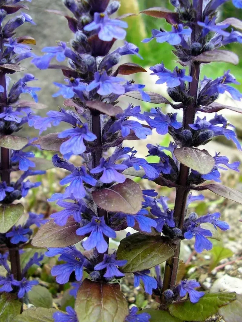Bronze Beauty Ajuga - Carpet Bugle - 2.5" Pot - Live Plant