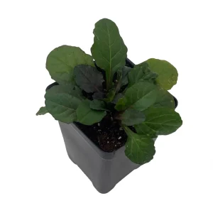 Bronze Beauty Ajuga Live Plant – Carpet Bugle – 2.5" Pot – Groundcover - Image 1