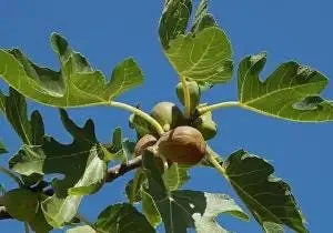 Brown Turkey Fig Dwarf Live Plant – Edible Fruit Tree – Heavy Producer - Image 2