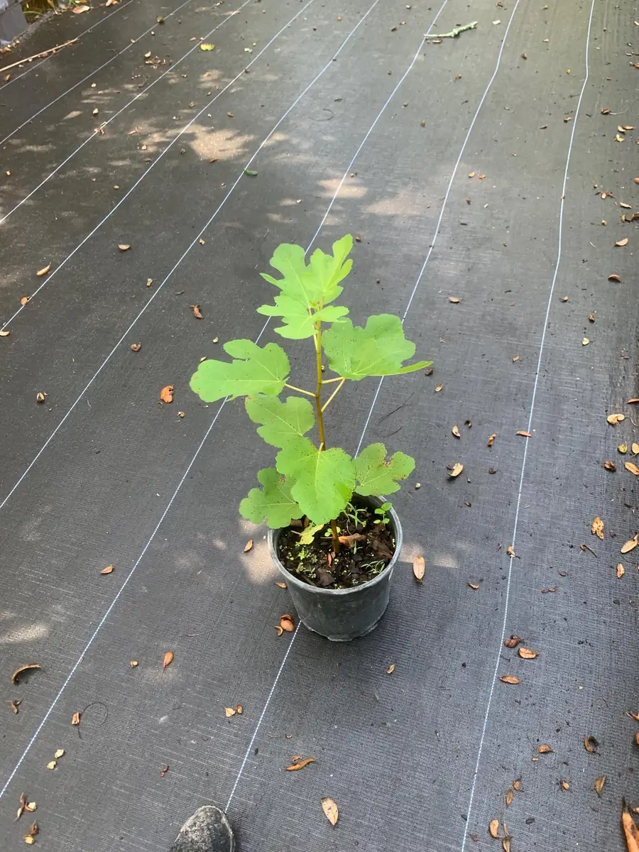 Brown Turkey Fig Dwarf Live Plant – Edible Fruit Tree – Heavy Producer - Image 3