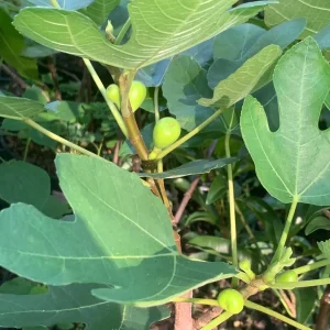 Brown Turkey Fig Dwarf Live Plant – Edible Fruit Tree – Heavy Producer - Image 1