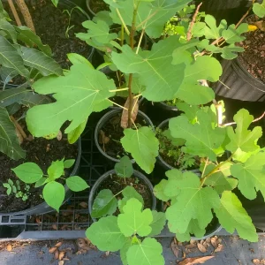 Brown Turkey Fig Dwarf Live Plant – Edible Fruit Tree – Heavy Producer - Image 5