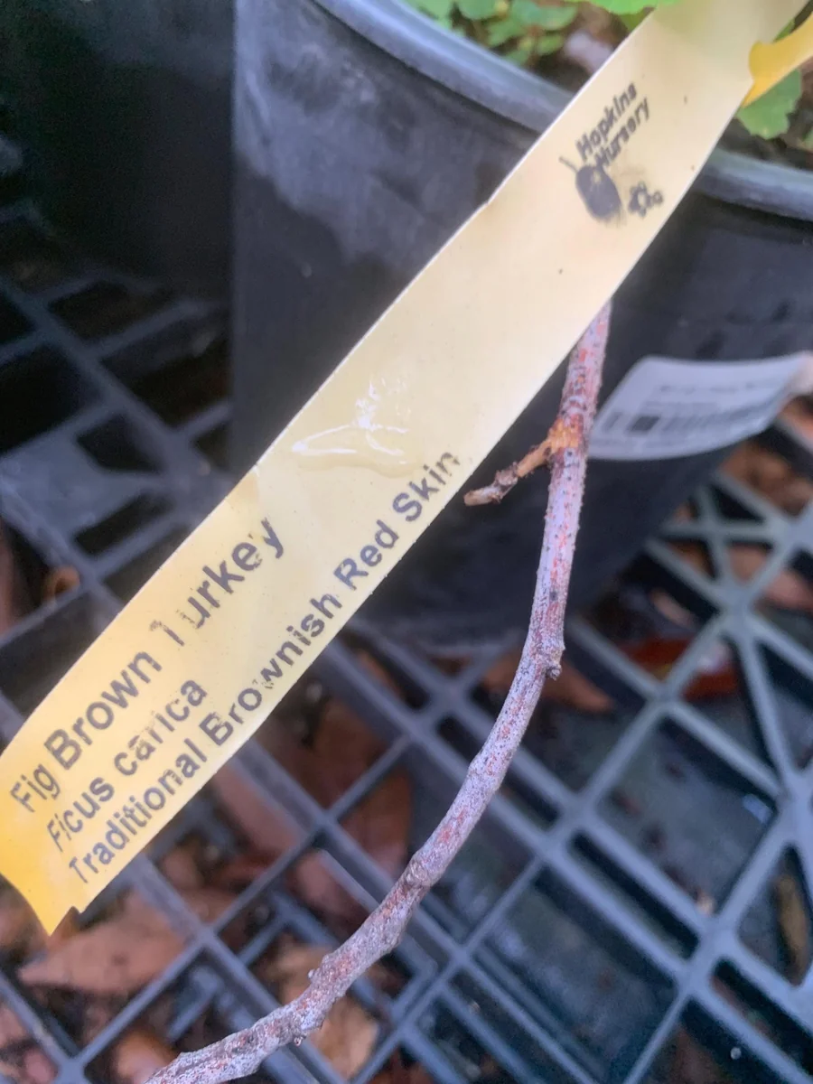 Brown Turkey Fig Dwarf Live Plant - Edible Fruit Tree for Patio & Garden - Image 6