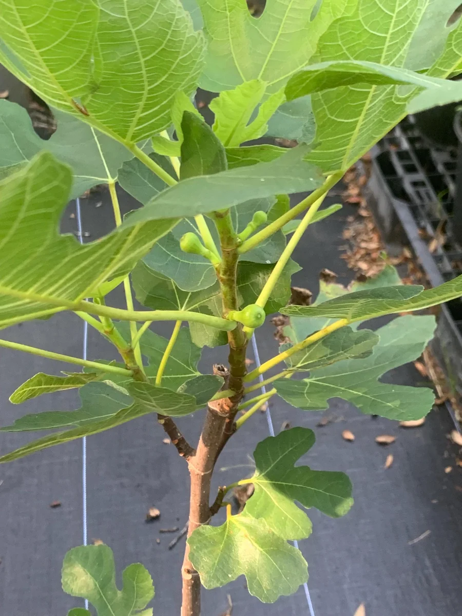 Brown Turkey Fig Dwarf Live Plant - Edible Fruit Tree for Patio & Garden - Image 7