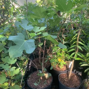 Brown Turkey Fig Dwarf Live Plant – Edible Fruit Tree – Heavy Producer - Image 8