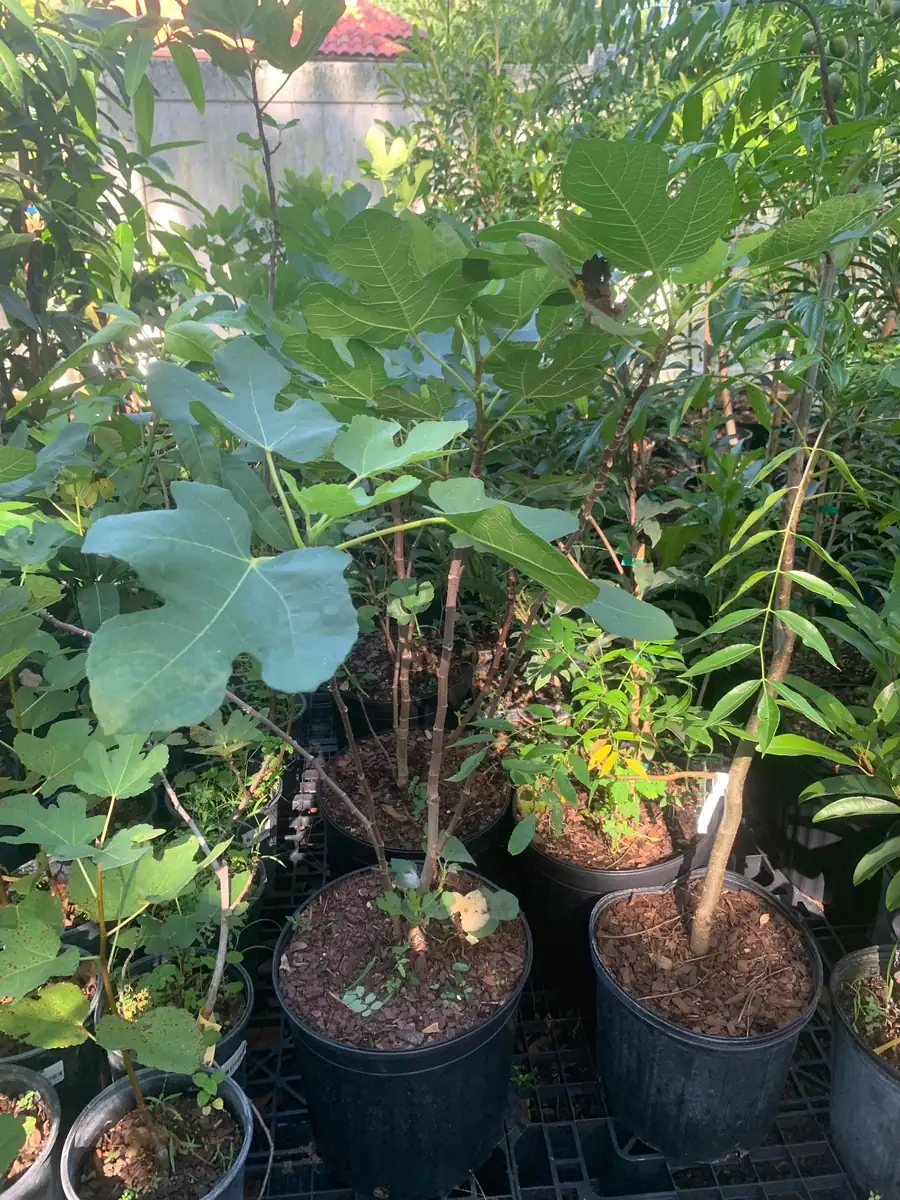 Brown Turkey Fig Dwarf Live Plant – Edible Fruit Tree – Heavy Producer - Image 8