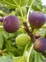 Brown Turkey Fig Dwarf Live Plant - Edible Fruit Tree for Patio & Garden - Image 9